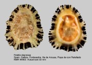 Patella depressa